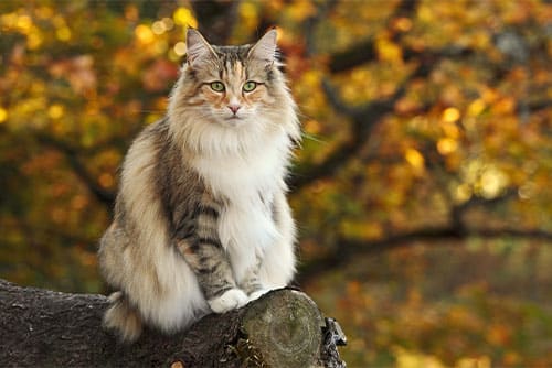 A fluffy, long-haired cat with a mix of brown, white, and orange fur sits on a tree stump. The scene evokes the cozy warmth any veterinarian or cat lover would adore, set against blurred autumn foliage in yellow and orange tones.