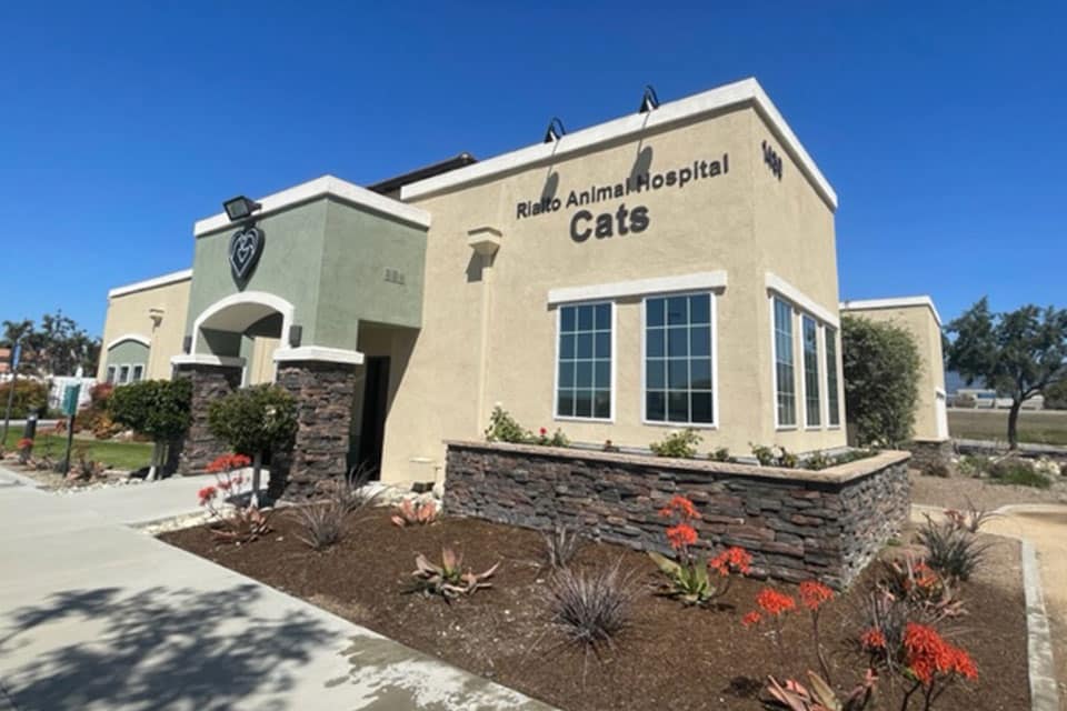 A beige and green building with "Rialto Animal Hospital Cats" on the wall, stone accents, large windows, and drought-tolerant landscaping under a clear blue sky welcomes cats and their owners to expert veterinarian care.