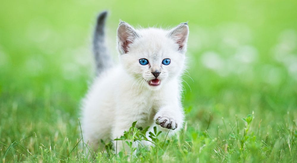A small, fluffy white kitten with bright blue eyes walks through green grass, its mouth slightly open as if meowing, tail raised high—looking ready for a vet checkup. The background is blurred and vibrant.