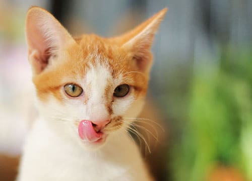 A close-up of a white and orange cat with its tongue curled up, licking its nose. The blurred background in green and blue tones highlights the playful feline, perfect for any cat lover or veterinarian-themed setting.