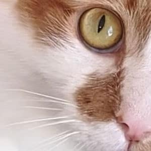 Close-up of a cat’s face showing one yellow-green eye, white fur, and a patch of brown fur around the eye and nose—perfect for a vet or veterinarian to examine feline health.