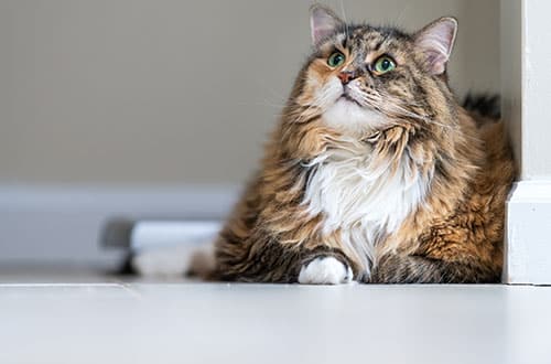 A fluffy, long-haired brown and white cat lies on a light-colored floor, looking upward with bright green eyes—perhaps waiting for a visit to the vet. The background is neutral and out of focus.