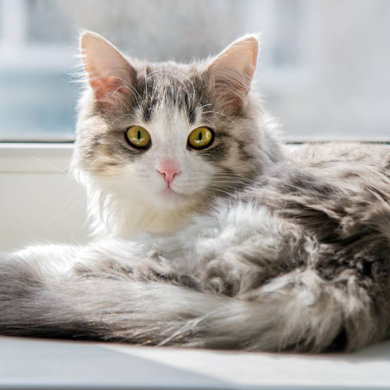 A fluffy gray and white cat with yellow eyes lies on a windowsill, looking directly at the camera. Sunlight highlights its soft fur, creating a warm and cozy atmosphere—just the kind of content to brighten any veterinarian’s day.