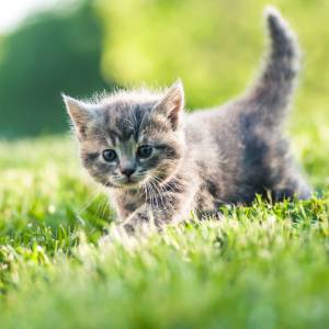 A fluffy gray kitten with stripes, looking like a future vet’s favorite cat, walks through green grass on a sunny day, tail raised and curiosity in its eyes with the background softly blurred.
