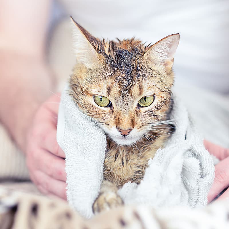 A wet tabby cat wrapped in a white towel is gently held by a person, likely a vet. The cat looks slightly displeased after its bath, with damp fur and alert green eyes.