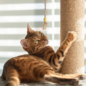 A playful cat enjoys its scratching post, a favorite activity recommended by veterinarians to keep cats happy and healthy.