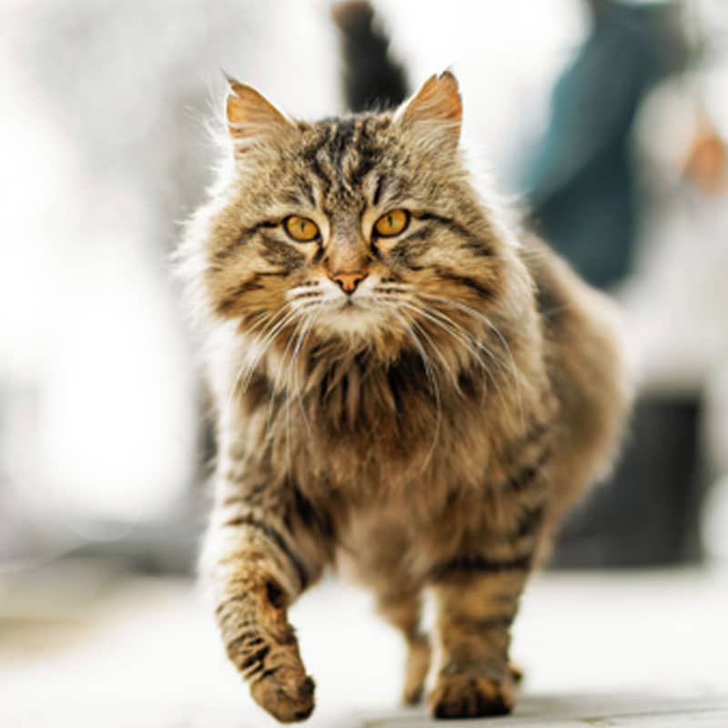 A long-haired tabby cat with yellow eyes walks toward the camera on a light-colored surface, appearing alert and focused—an image any veterinarian would appreciate for its display of feline health and curiosity.