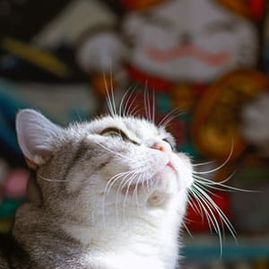 A light gray and white cat gazes upward with sunlight on its face; a colorful, blurred maneki-neko (beckoning cat) statue is visible in the background, as if wishing for luck on its next vet visit.
