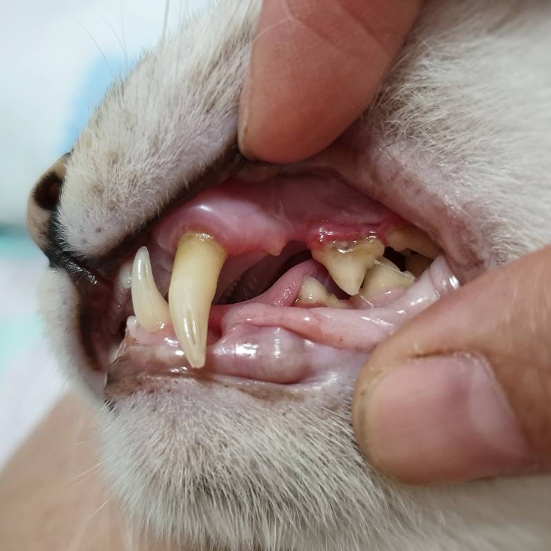 A close-up of a person's hand gently lifting a cat’s lip to reveal the cat's teeth and gums, as a vet examines for dental issues such as redness and tartar buildup.