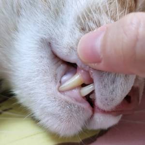 A close-up of a person's hand, possibly a vet, gently lifting a cat's upper lip to show its sharp canine teeth and gums. The cat's fur is light-colored, and its mouth is partially open.