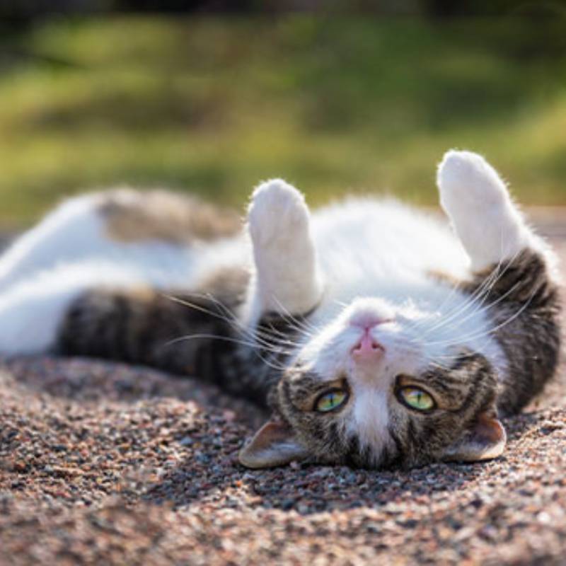 A cat lies on its back on a gravel surface, looking relaxed after a checkup with the veterinarian.