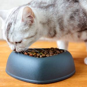 A white and gray tabby cat enjoys dry cat food from a dark gray bowl placed on a wooden surface, staying healthy as recommended by the veterinarian.