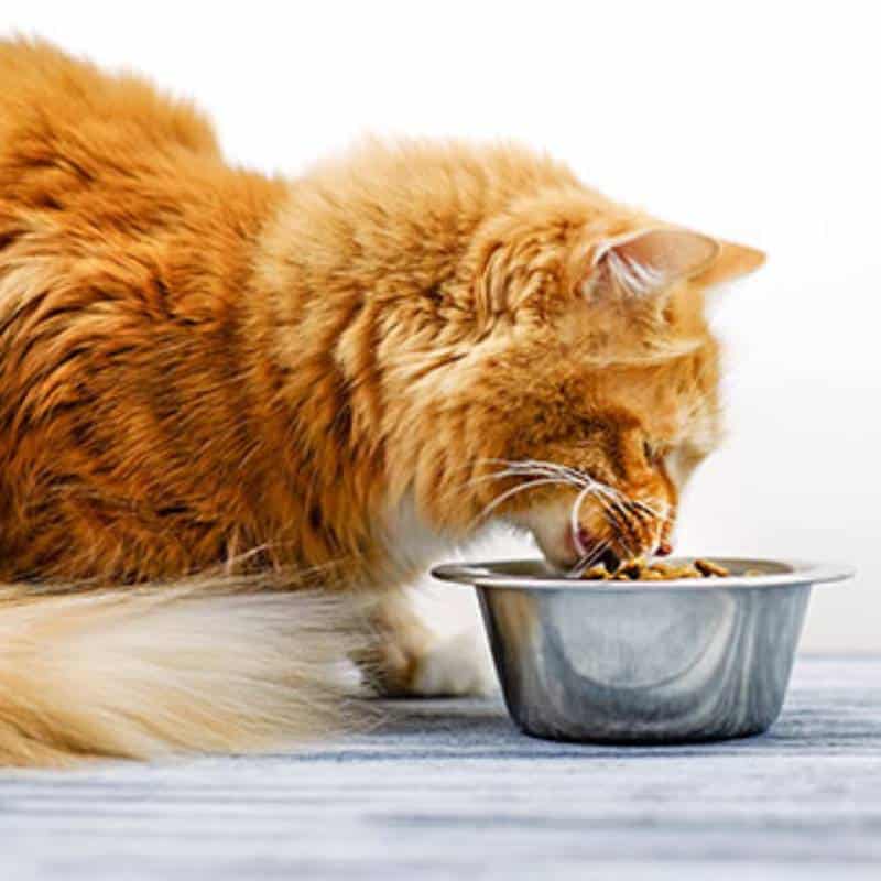 A fluffy orange cat with a bushy tail is enjoying food from a silver bowl on a light-colored surface, against a plain white background—just the scene your vet loves to see.