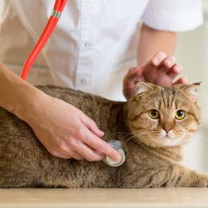 A vet uses a stethoscope to check the heartbeat of a brown tabby cat lying on a table. The cat looks alert while the veterinarian gently rests a hand on its head.