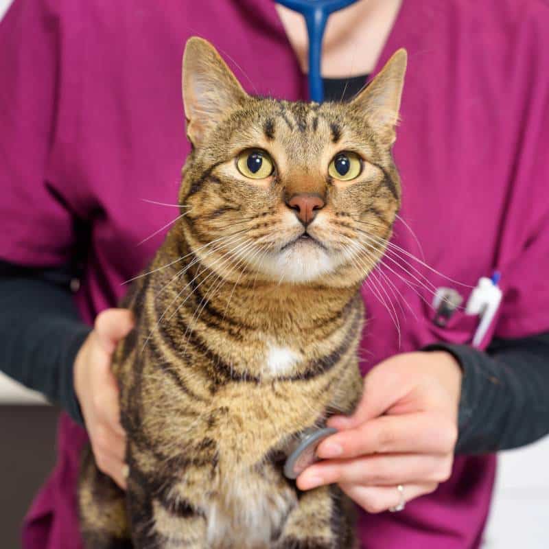 A vet in a maroon uniform gently examines a brown tabby cat with a stethoscope, carefully listening to the cat’s chest.