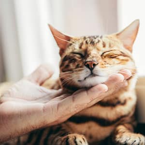 A veterinarian gently cradles the chin of a content, brown and black striped cat with closed eyes, as soft light filters through a window in the background.