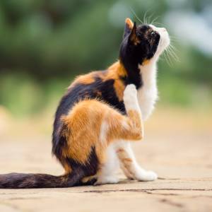 A calico cat sits on a paved surface, scratching its neck with a hind leg. The background is blurred with green and tan colors, suggesting an outdoor setting—perhaps waiting for a visit to the vet.