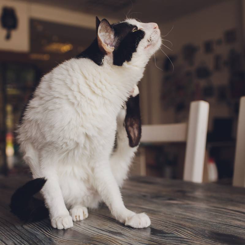 A black and white cat sits on a wooden table indoors, lifting its back leg to scratch its neck with its paw—a classic pose that might catch the eye of any vet. The background shows chairs and a softly lit room.
