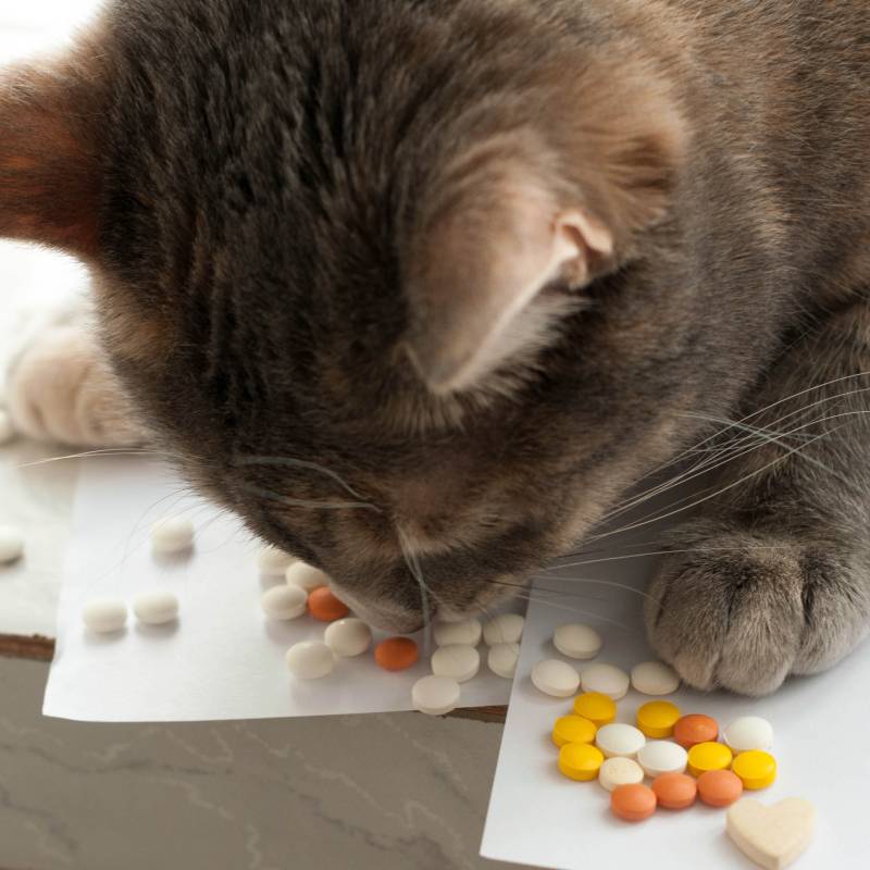 A curious gray cat, guided by its instincts, is sniffing a pile of assorted pills and tablets scattered on pieces of paper—perhaps wondering what the veterinarian prescribed.