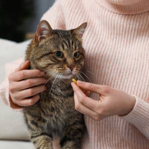 A person in a light pink sweater, like a caring vet, holds a tabby cat and gently offers it a small yellow pill, preparing to give the cat its medicine.
