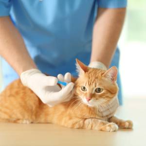 A caring veterinarian in blue scrubs and white gloves gently gives an injection to a calm orange tabby cat on the exam table.