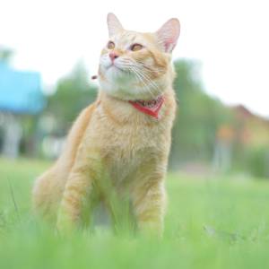 An orange cat wearing a red bandana sits on green grass outdoors, looking up with a relaxed expression. The background is blurred with hints of trees and buildings, as if waiting for its veterinarian after a check-up.