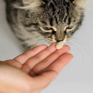A person holds a pill in front of a fluffy gray tabby cat’s nose, attempting to give the cat medicine. The cautious cat sniffs the pill, as if at the vet for a checkup.