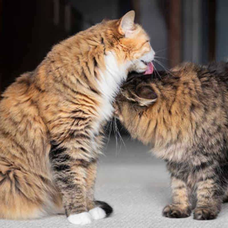 Two fluffy tabby cats are close together indoors; one cat, like a caring vet, is sitting and licking the top of the other cat’s head, which is standing and leaning in affectionately.