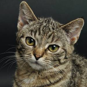 A close-up of a brown tabby cat with yellow-green eyes, looking slightly to the side against a dark background, as if waiting for a vet. The cat has short fur with black stripes and prominent whiskers.