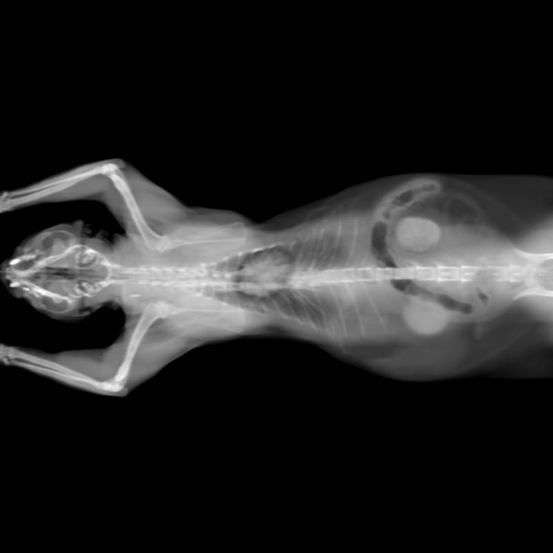 X-ray image of a small animal, possibly a lizard or reptile, shown from above. Visible are the skull, spine, ribcage, limbs, and some internal organs—ideal for vet or veterinarian analysis. The background is black.