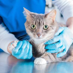 A gray tabby cat with green eyes is being gently held by a veterinarian wearing blue gloves and a blue uniform on a metal examination table.