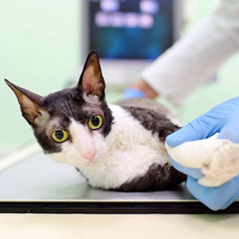 A black and white cat with large ears lies on a veterinary exam table, looking directly at the camera while a vet's gloved hand gently holds its paw. A blurred medical monitor is visible in the background.