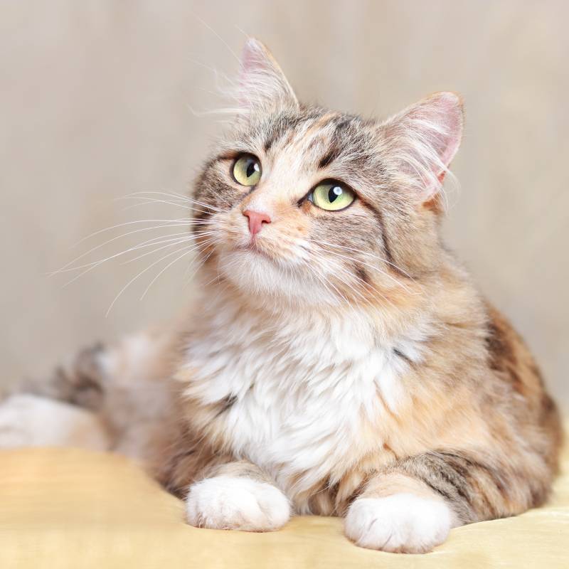 A fluffy, long-haired cat with green eyes and a mix of brown, white, and orange fur lies on a light surface, looking slightly upward with a calm and curious expression—just the way a vet might see them during an exam.