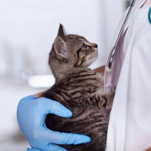 A veterinarian wearing blue gloves gently holds a small tabby cat close to their chest. The vet, dressed in a white coat with a stethoscope around their neck, stands against a softly blurred background.