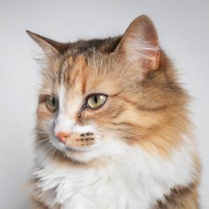 Close-up of a fluffy, long-haired cat with green eyes and a mix of brown, orange, and white fur, looking slightly to the left against a neutral background—perfect for any cat-loving vet or veterinarian’s office.