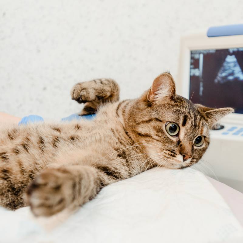 A tabby cat lies on its side during a vet ultrasound exam, with its belly exposed and a monitor showing an ultrasound image in the background.