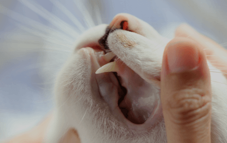Cat Dental Care in Rialto, CA