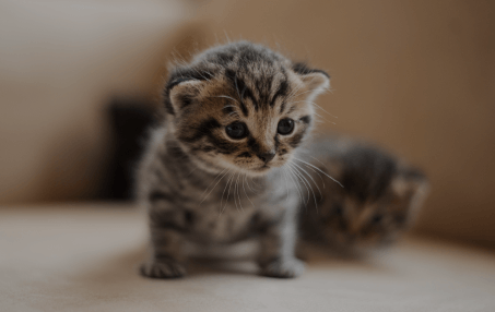Kitten Care in Rialto, CA