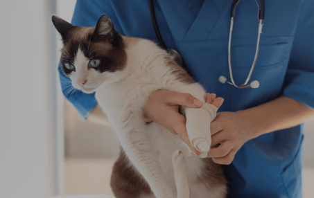 Cat Urgent Care in Rialto, CA