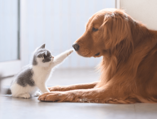 Cat Hospital