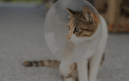 Cat Surgery in Rialto, CA