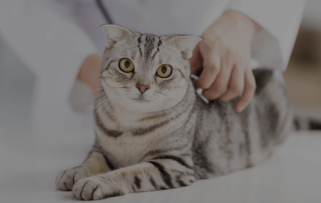 Cat Wellness Exams and Vaccines in Rialto, CA