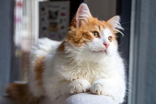 A fluffy orange and white cat is lying on a light-colored surface near a window, looking outside with a calm and relaxed expression—clearly the picture of feline health any vet would admire.