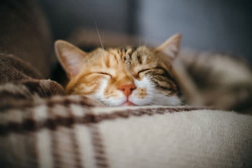 A close-up of a tabby cat peacefully sleeping on a cozy, plaid blanket, with its eyes closed and face relaxed—just the way a vet loves to see their feline patients at home.