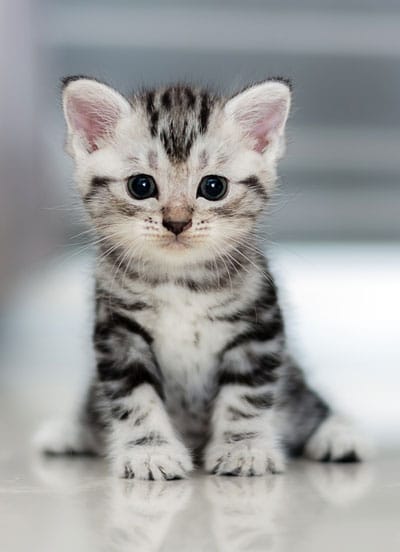 A small, gray and white tabby kitten with big, round eyes sits on a glossy surface, looking directly at the camera—ready for its first vet visit. Its ears are upright and its fur appears soft and fluffy.