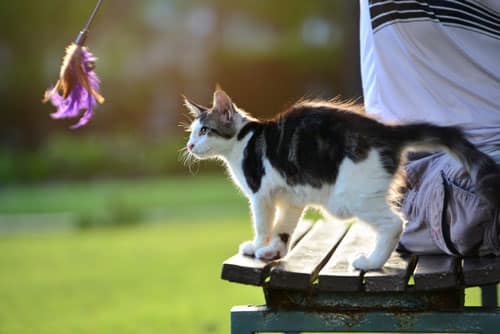 A black and white cat on a wooden bench intently watches a purple feather toy being dangled, with its owner—who just visited the veterinarian—sitting nearby outdoors on a sunny day.