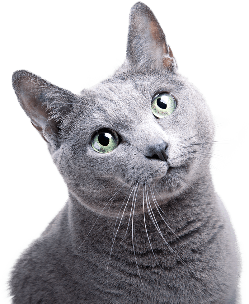 A gray cat with green eyes looks directly at the camera, tilting its head slightly to one side. The plain white background highlights the cat’s soft fur and curious expression, as if waiting for a veterinarian’s gentle care.